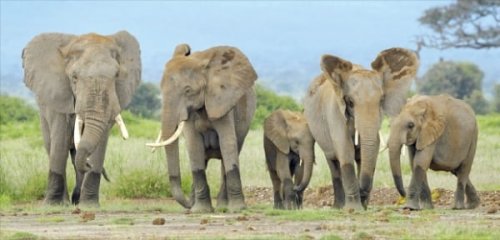 코끼리를 보호하는 '신박한 방법'은… | 생글생글