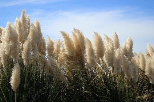 Accentuate your fall garden with these ornamental grasses