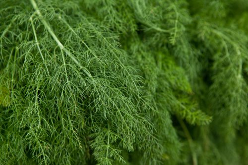 From harvest to the table: Here’s how to grow delicious dill