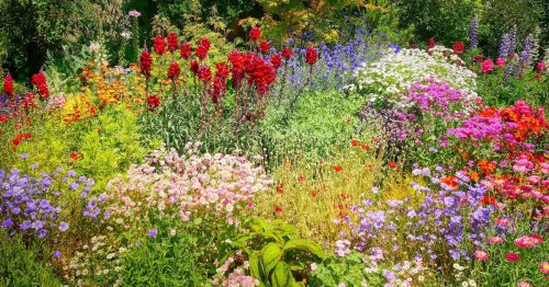 Create a wildflower garden bursting with color and native plants! Here’s your guide