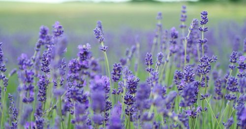 5 drought-tolerant companion plants that will thrive next to lavender