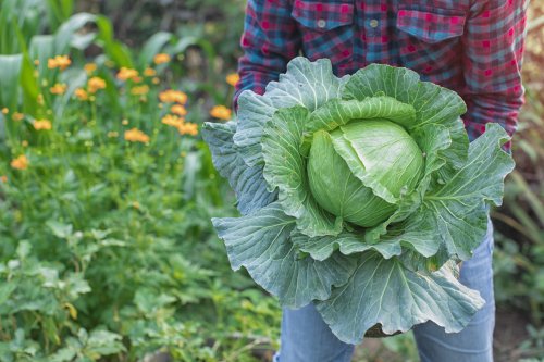 Starting from scratch: A novice’s guide to setting up your first garden today