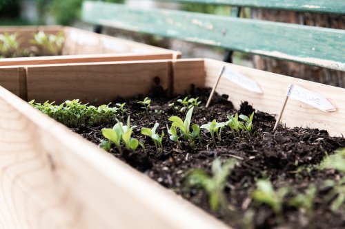 Gardening 101: Ensuring Seedlings Grow Into Healthy Plants | HappySprout