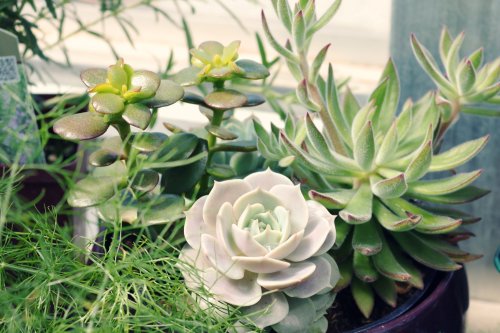 Do you water succulents from the top or bottom? Here are the best succulent watering tips