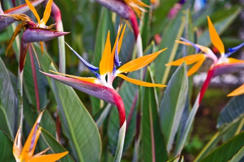 Can you grow a bird of paradise from a cutting? Here’s what you need to know to grow your dream plant
