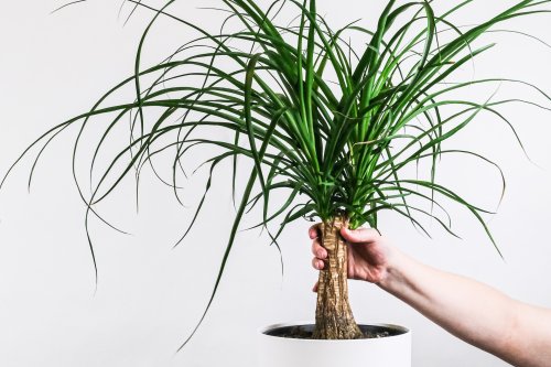 Ponytail palm care: Your complete guide for this popular houseplant