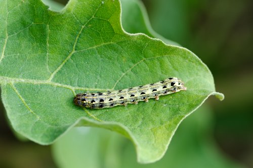 How to get rid of cutworms that are invading your garden