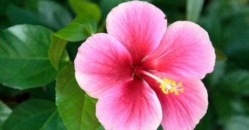 Hibiscus care: Everything you need to know