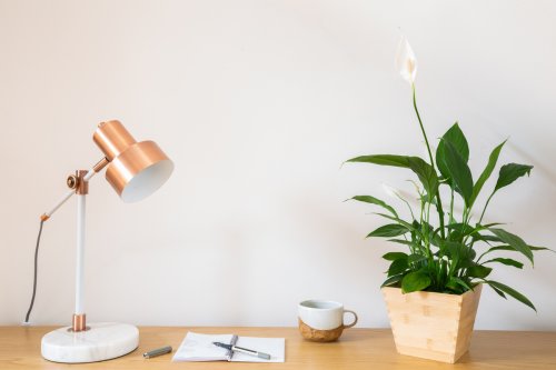 How do you care for a peace lily indoors? It’s easier than you think