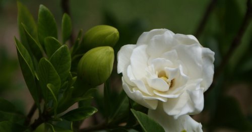 How to care for gardenia, a fragrant, heat-loving bloom