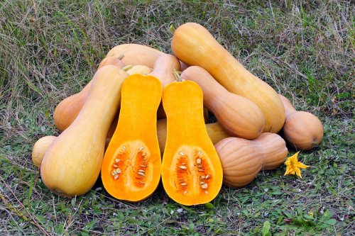 How to cure and store squash for the winter