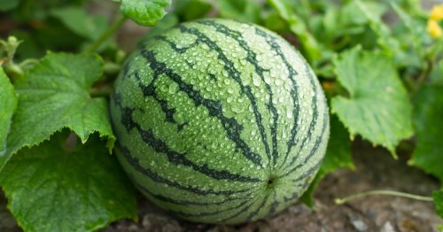 The best (and worst) watermelon companion plants