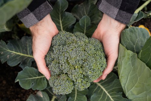 How to plant broccoli you’ll actually look forward to eating