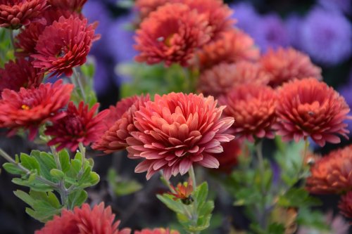 6 gorgeous mums to add color to your autumn garden