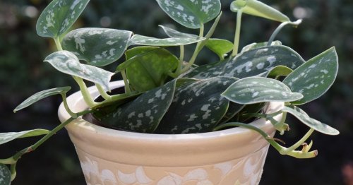 How to care for philodendrons, a decorative indoor plant