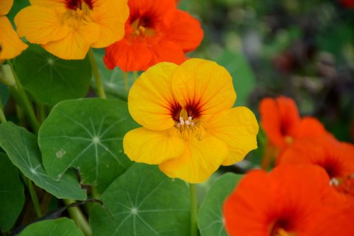 How to grow nasturtium from seeds for a bold and beautiful garden addition