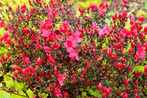 When should you fertilize your azaleas? What you need to know