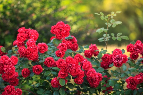 How to properly prune your rose bushes to keep them looking lush and beautiful