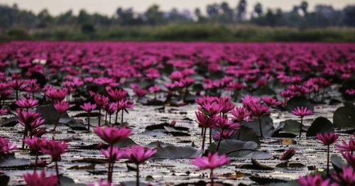 Water lily vs. lotus: What’s the difference and which is right for you?