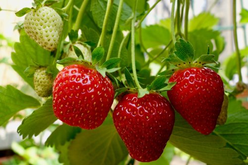 Can you grow strawberries in a vertical garden?
