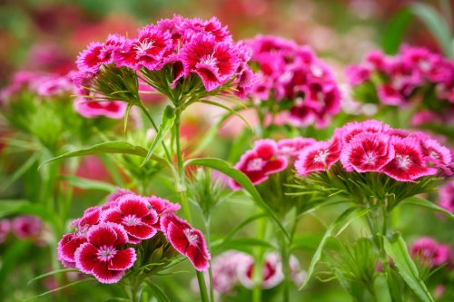 Summertime planting: Caring for your gorgeous, spicy-smelling dianthus