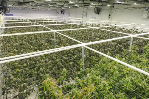 New York’s Adult Use Cannabis Cultivation Licenses