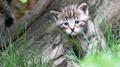 Verwechslungsgefahr: Katzenkinder nicht aus dem Wald mitnehmen