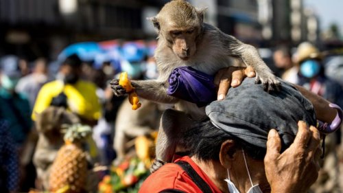 Affentheater bei Festmahl für Makaken in Thailand