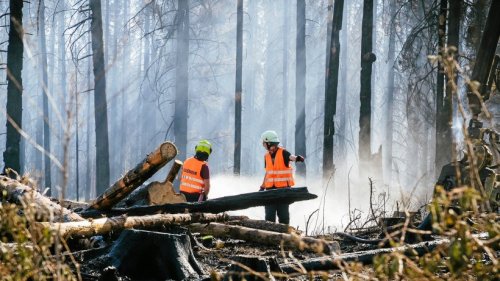 Wie geht es weiter nach dem Waldbrand am Brocken