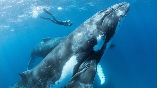 Diese Wale sind vom Aussterben bedroht