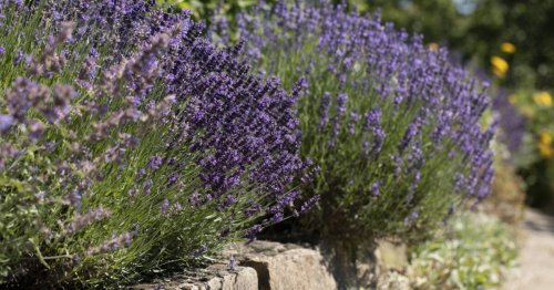 3 Profi-Tipps für die Lavendelpflege