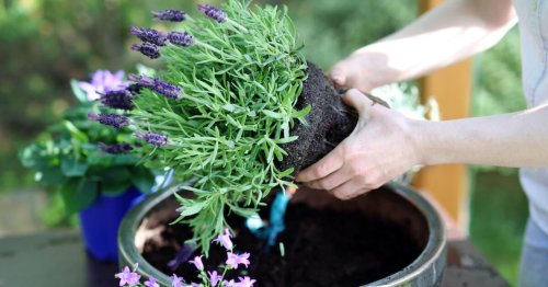3 typische Fehler beim Lavendel pflanzen