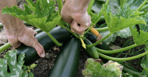 3 häufige Fehler beim Anbau von Zucchini