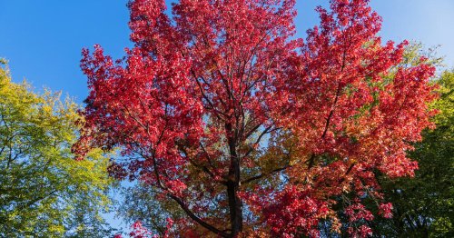 Farbenprächtige Bäume mit roten Blättern für Ihren Garten