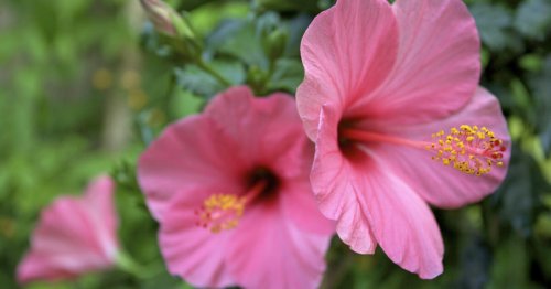 Hibiskus pflegen: 3 Tipps vom Profi - DAS HAUS
