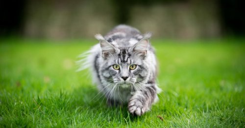 Katzen vertreiben: So kommen keine fremden Tiere in den Garten