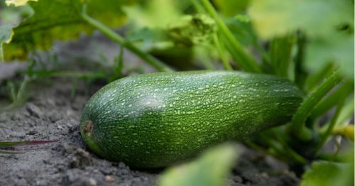 Zucchini anbauen: 3 häufige Fehler