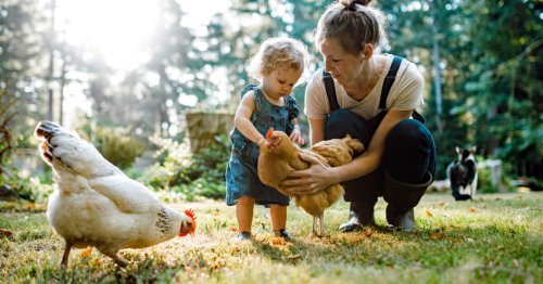 Hühner halten: Tipps zu Rassen, Haltung und Futter