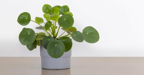 Pilea: Ufopflanze als Zimmerpflanze pflegen