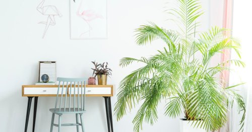 Zimmerpalmen: Die beliebtesten Indoor-Palmen