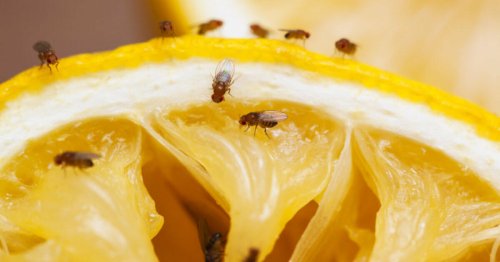 Fruchtfliegenfalle bauen: So gelingt es
