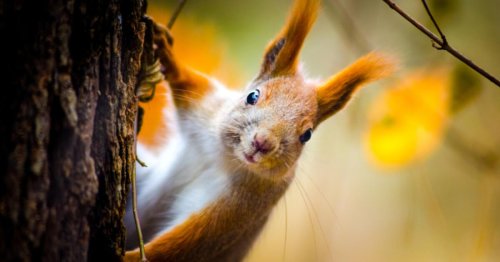 3 erstaunliche Fakten zum Eichhörnchen