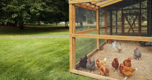 Hühnerstall bauen: Anleitung und Tipps