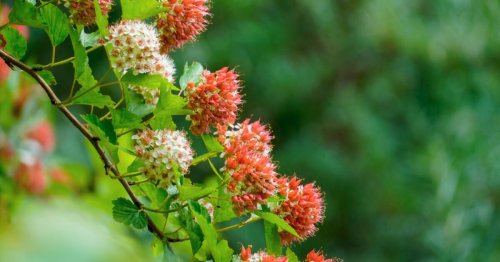 Blühende Hecke: Die 3 schönsten Pflanzen