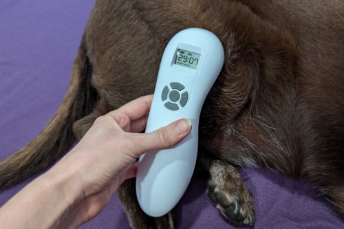 Produkttest am Hund: Elotec Softlaser DEEP LIGHT INTENSITY