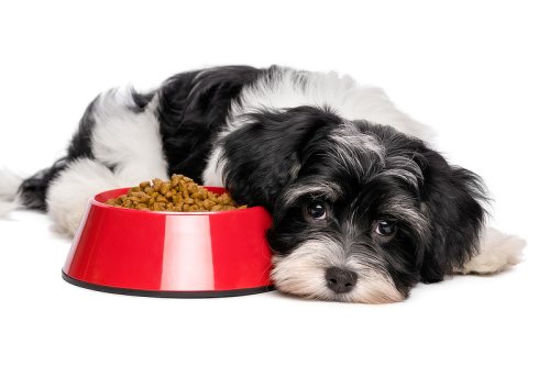 Hund frisst nicht: Ursachen & Tipps gegen Futterverweigerung