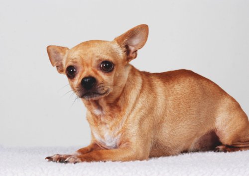 Stress bei Hunden erkennen: Was tun, wenn der Hund aus Angst nicht frisst
