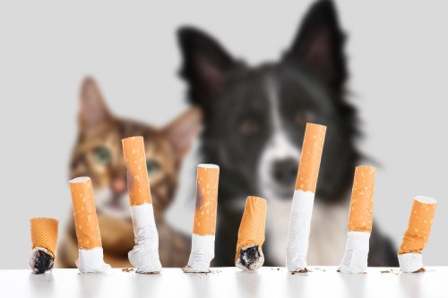 Tiere im Raucherhaushalt: Ist Rauchen für Hunde & Katzen schädlich?