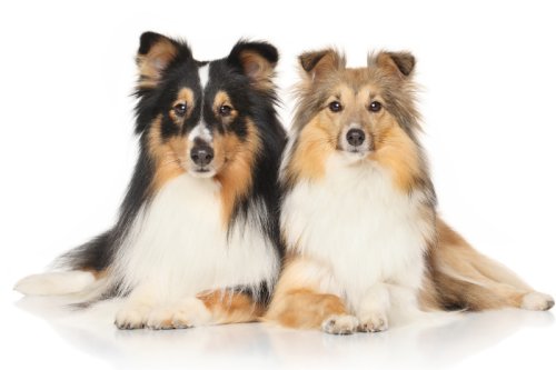 Hunderasse im Porträt: Shetland Sheepdog (Sheltie)