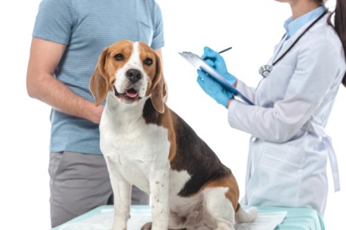 Die häufigsten Krankheiten bei Hunden und wie Du sie erkennst